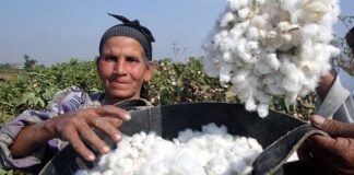 القطن لا يتكلم مصري!