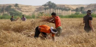 "زيادة الفلوس هترضي النفوس".. ماذا يحتاج مزارعو القمح من الحكومة؟ مزارعون في أحد حقول القمح في مصر