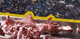 المصريون وبقايا الطعام.. الموت في وجبة منخفضة التكلفة المصريون وبقايا الطعام.. الموت في وجبة منخفضة التكلفة