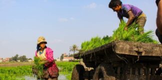 الفلاح المصري.. عيد مؤجل بإهمال حكومي معاناة الفلاحين والفلاحات كبيرة بمصر وفق العديد من الخبراء - مواقع الكترونية