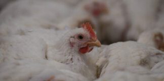 الدواجن "السردة".. هل بروتين الغلابة آمن؟