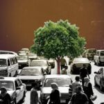 من مكافحة التصحر إلى تصحير المدن: أين ذهبت أشجار مصر؟